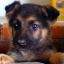 Rocoo
