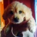 Snoopy