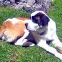 Sebastia