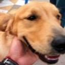 Danko diaz abett de la torre