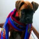 Brus