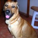 Buddy