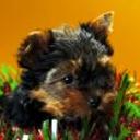 Susy