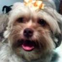 Beba