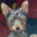 Triana
