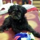 Mafi