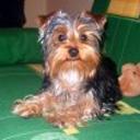 Tayson