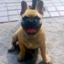 Valentino rossi de rugabull