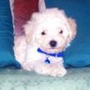 Benjamin