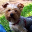 Milou