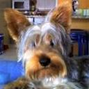 Cooper