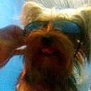Scobby