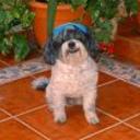 Terry