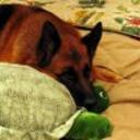 Rex
