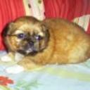 Canelita