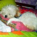 Pimpollo