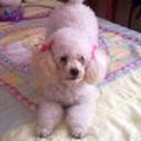 Muñeca