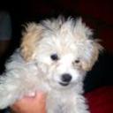 Sofy