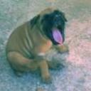 Boira