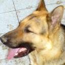 Mapu