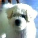 Maggie