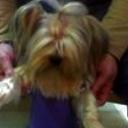 Chispi