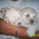 Panchita rafaela ruiz lopez