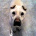 Ninoshka