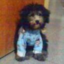 Timy