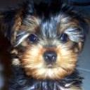Chiqui