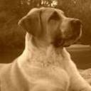 Yako