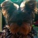 Chiqui