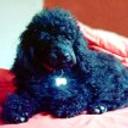 Blaky