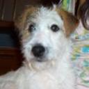 Magy