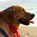 Danko diaz abett de la torre