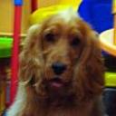 Scooby
