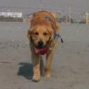 Danko diaz abett de la torre