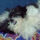 Cuca
