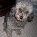 Susi