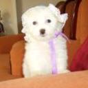 Princesa alfonzo alarcon