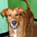 Scooby