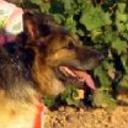 Betel