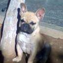 Valentino de rugabull