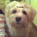 Chispi