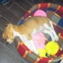Toby