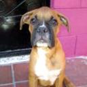 Rocko