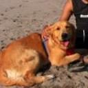 Danko diaz abett de la torre