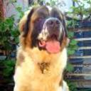 Neron