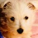 Teddy