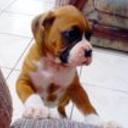 Brutus